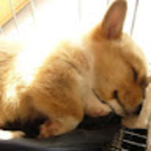 Meet your Posher, Zhiping